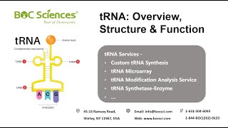 Transfer RNA tRNA  tRNA Overview Structure amp Function  mRNA Translation  Protein Synthesis [upl. by Chamkis114]