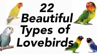 Types of Love birds  lovebirds mutation  love birds [upl. by Yregerg]