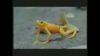 The almost extinct Golden Frog [upl. by Rist]