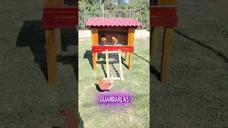 Gallinero para 2 Gallinas [upl. by Aivle19]