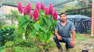 Planta Justicia Carnea o Pluma brasileña su floración es espectacular [upl. by Ecienahs]