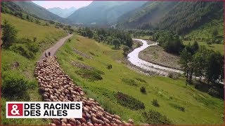 Transhumance dans les Alpes [upl. by Drapehs479]