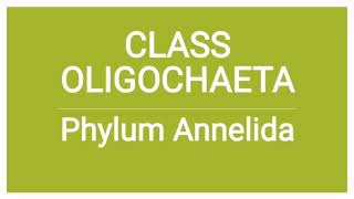 Class Oligochaeta  Earthworms  Phylum Annelida [upl. by Schenck]