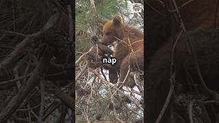 Did you know bears can climb trees animalfacts animals animal shorts [upl. by Leizar707]