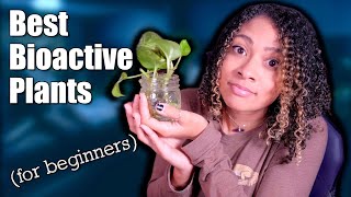 Your Crested Gecko NEEDS These Plants  Best Humid Bioactive Plants [upl. by Attennot]