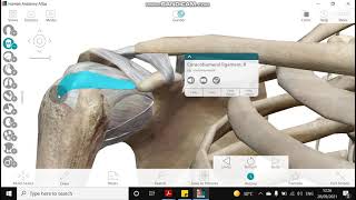 Ligaments of the shoulder joint [upl. by Herring]