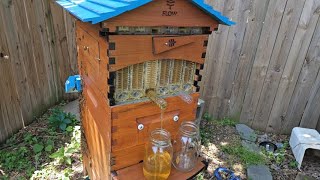 Harvest of the Flow Hive Corner Hive 20230608 [upl. by Arlyn597]