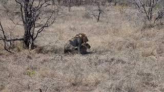 Mating lions near Phalaborwa gate Kruger national park [upl. by Aynot638]