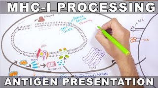 MHCI Processing  Antigen Processing and Presentation [upl. by Ernaldus389]