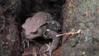 🐝 Giant Japanese Forest Toad  Species Bufo japonicus  Real Japan Monsters [upl. by Eimme]