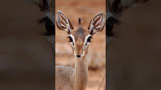 A brief introduction to 🥰Dikdik😘horts youtubeshorts animals [upl. by Avictor62]