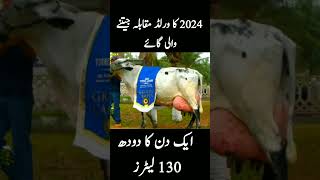 World Record Holder 2024 Girlando Cow 130 Litters Milk shorts shortvideo youtubeshorts [upl. by Tews582]