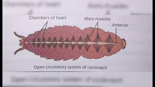 ANIMAL TISSUE  FROG AND COCKROACH DIAGRAM SECTION [upl. by Elspeth]