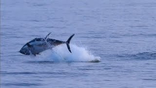 Blåfenad tonfisk Atlantic bluefin tuna thunnus thynnus Öresund 20230830 [upl. by Niassuh]