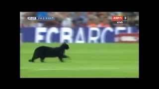 Gato negro en el Camp Nou  Barcelona vs Elche  La Liga BBVA 2014 [upl. by Yddor]