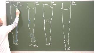 MI12  Espaces superficiels du membre inférieur Superficial fascia of the lower limb [upl. by Gustavus]