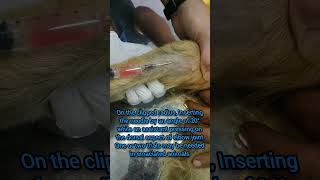 Intravenous injection in dog 🐕🐕🐕🐕 [upl. by March20]