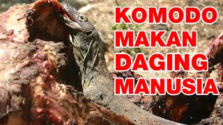 Ada Komodo Makan Daging Manusia  11 Fakta Mengesankan Tentang KOMODO [upl. by Kirkpatrick798]