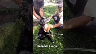 junior perro mascotas dogbath elsalvador campo agroboy finca [upl. by Garmaise980]