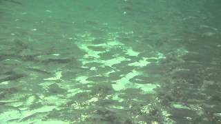 Cayo Ensenachos Cuba Snorkeling on Megano Beach Snappers and Sardinas [upl. by Tivad]