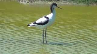 Pied Avocet Birds of the Netherlands [upl. by Elmira]