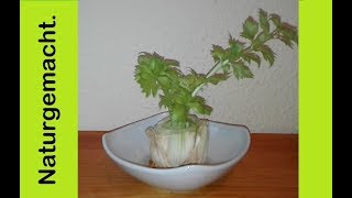 Sellerie einfach nachwachsen lassen regrowing celery MyLovelydeas [upl. by Pegeen]