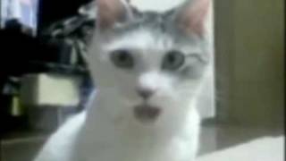 OMG Cat reaction to Tiger Woods MUST SEE [upl. by Inhsor]