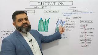 Guttation in Plants English Medium profmasoodfuzail Hydathodes  Water secreting Glands  Dew [upl. by Torres139]