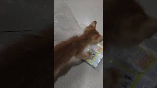 Kitten rescued  Hungry kitten  Before and after  kitten cat neko kucing [upl. by Eatnahs]