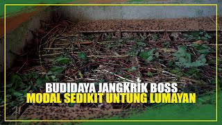 POTENSI BISNIS YANG MENJANJIKAN JANGKRIK BOSS [upl. by Machos]