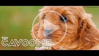 Cavoodle puppies chevromistpuppies [upl. by Atile]