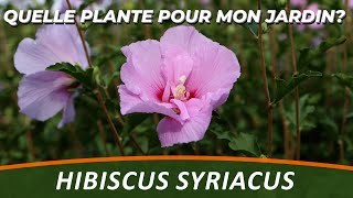 LHIBISCUS SYRIACUS  Quelle Plante Pour Mon Jardin [upl. by Kalikow]