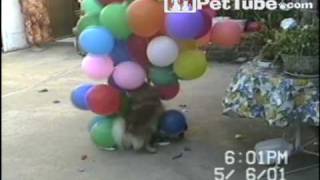 Funniest Pets amp People Episode 16 PetTube [upl. by Lorre]