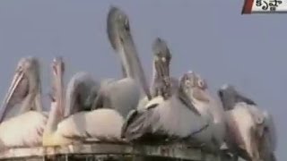 More attractions at Kolleru Birds sanctuary [upl. by Watts]