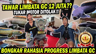 TAWAR LIMBATA GC 12 JUTA BONGKAR RAHASIA CHANNA LIMBATA GC [upl. by Corey]