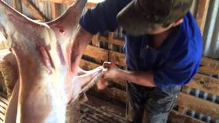 Skinning lamb [upl. by Annaul]