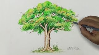 Tree  Drawing A Tree With Simple Colored Pencils [upl. by Esialb]