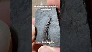 Nothosaurus Reptile Fossil Tooth [upl. by Yelhsa]