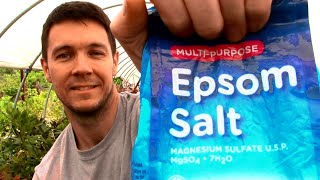 How to use Epsom Salt in the Garden and on Your Potted Plants [upl. by Dazhehs175]