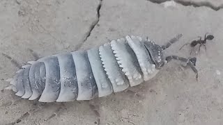 Pill bugArmadillidium vulgare vs ant  zebra pill bug  pill bug ant amazing [upl. by Ashman]