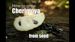 How to grow Cherimoya from seed Part 1 [upl. by Barrow]