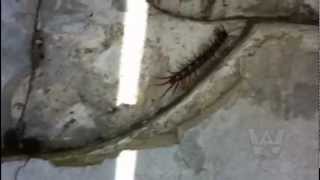 Giant Centipedes are Carnivores [upl. by Maxine706]