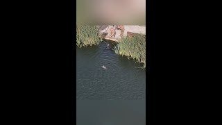 Hayes lake Merrington fishery’s Drone footage of a capture on a Castle Carp Crew social [upl. by Ettezoj]