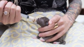 How to Syringe Feed a Newborn Kitten [upl. by Notterb168]