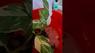 Pest Treatment for Plants  Bubble Bath for Plants 🪴 [upl. by Amero987]