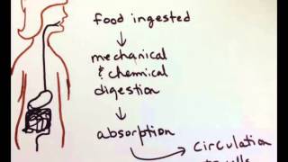 metabolism overview [upl. by Einuj]