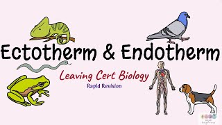 Ectotherm and EndothermBiology BugbearsLeaving Cert BIology [upl. by Rufena]