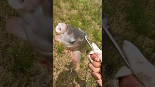 slingshot fishing for carps fishing fish slingshot [upl. by Atnomed]