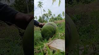 Fresh buko farmer buko fresh healthyfood philippines [upl. by Etnuahs]