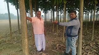 tissue culture teak Ka plants lagawane ke liye sampark Karen mo 9771059863 [upl. by Ailehpo]